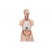 klasyczny model tułowia człowieka unisex z odkrytymi plecami, 21 części - 3b smart anatomy - 1000192 [b17] 3b scientific modele anatomiczne 3